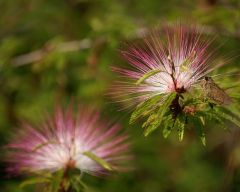 Tapeta Nature Flowers 566.jpg